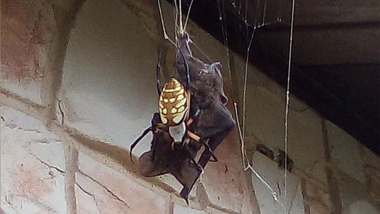 Bat eating spider catches big snack in web outside Texas home - ABC7 New York