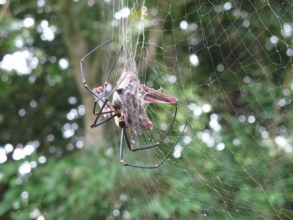 Have you seen a bat-eating spider? | Animals Library