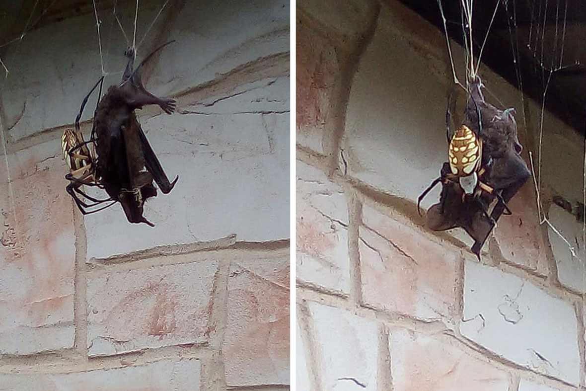 In photos: Spider eating a bat is nature's Halloween horror show | Predator vs Prey | Earth Touch News