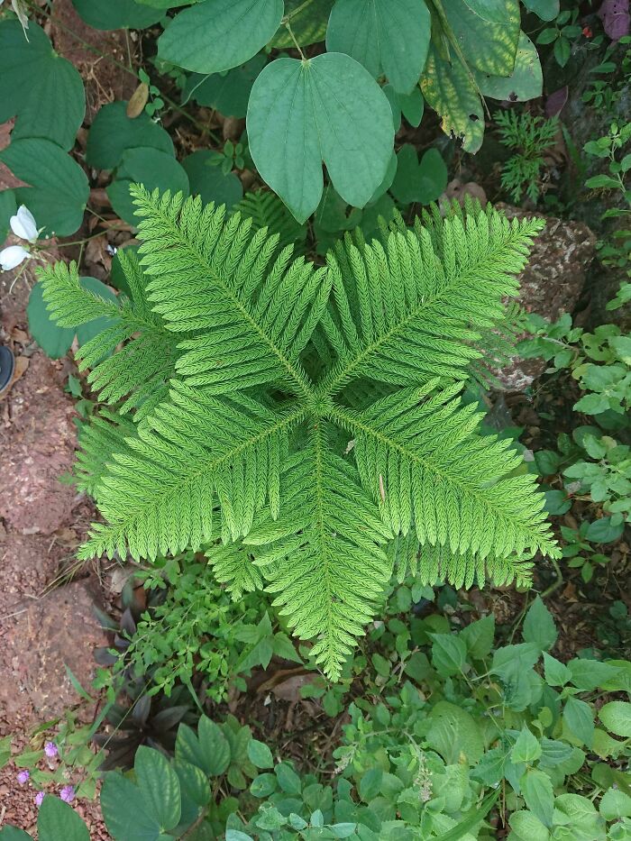 Geometrical Symmetry In Nature