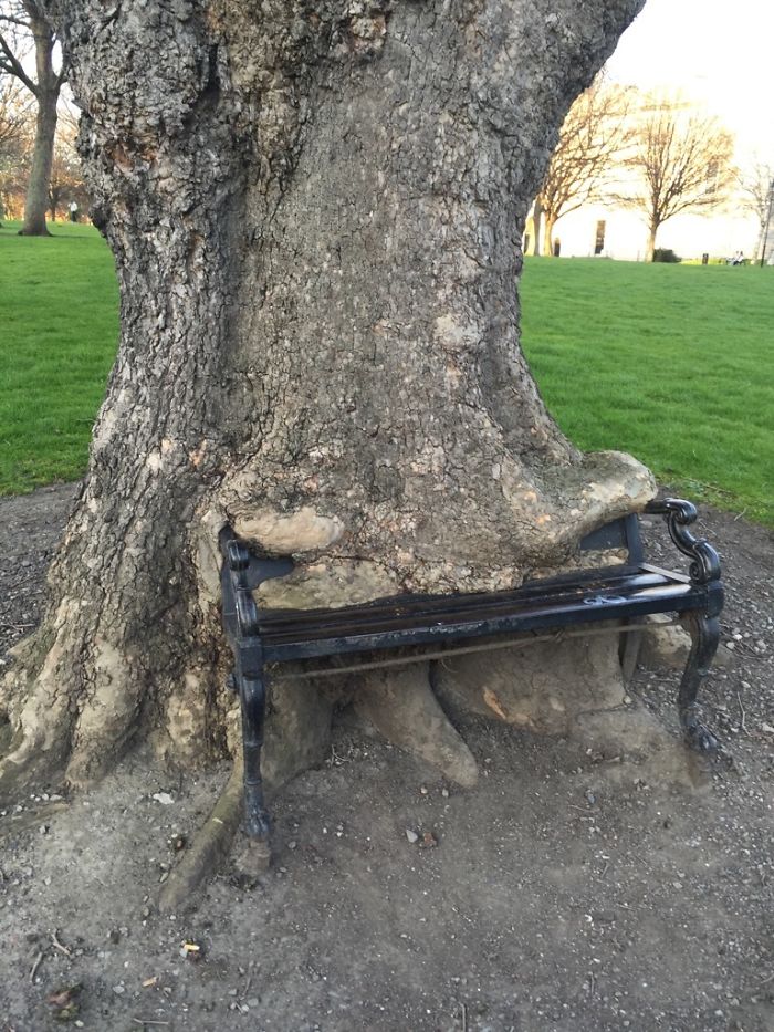 Trees That Refused To Die