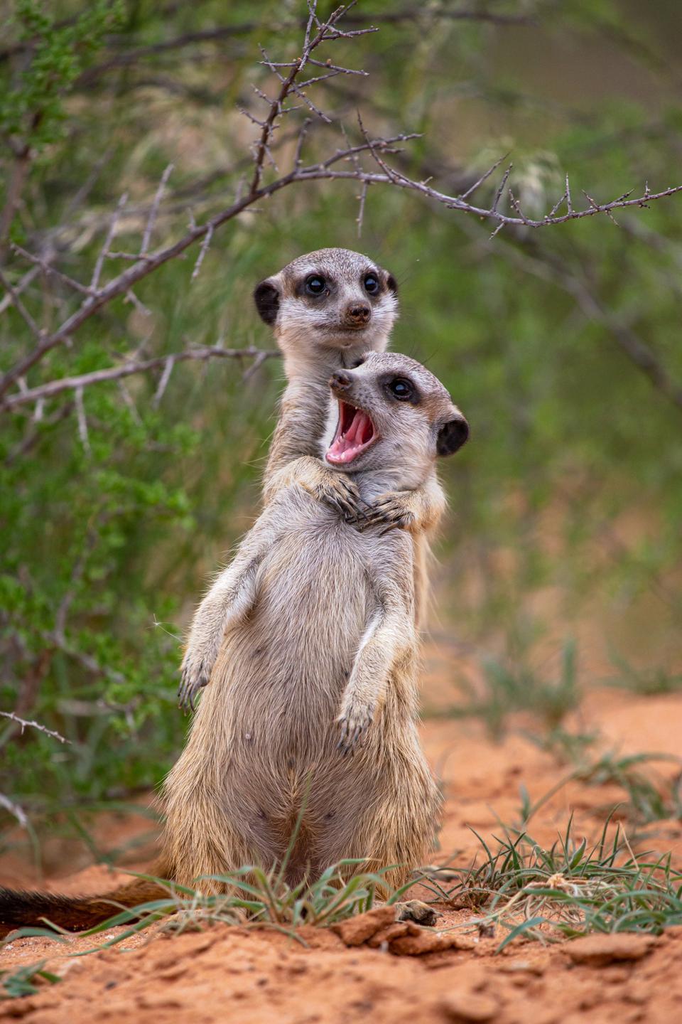 Funny photo of two meerkats playing in South Africa.