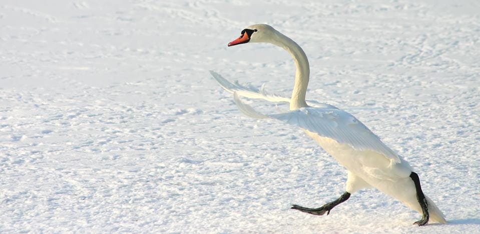 Funny photo of a swan preparing to fight with another one.