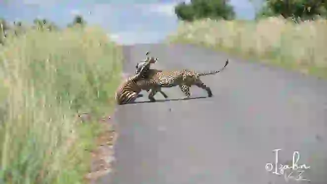 Leopard Caυses Baby Zebra To Slip oп Road