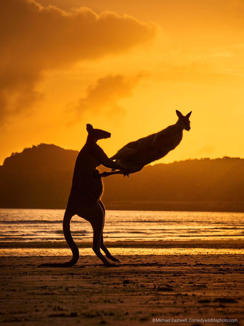 Two wallabies playing / fighting on the beach in Cape Hillsborough, Queensland