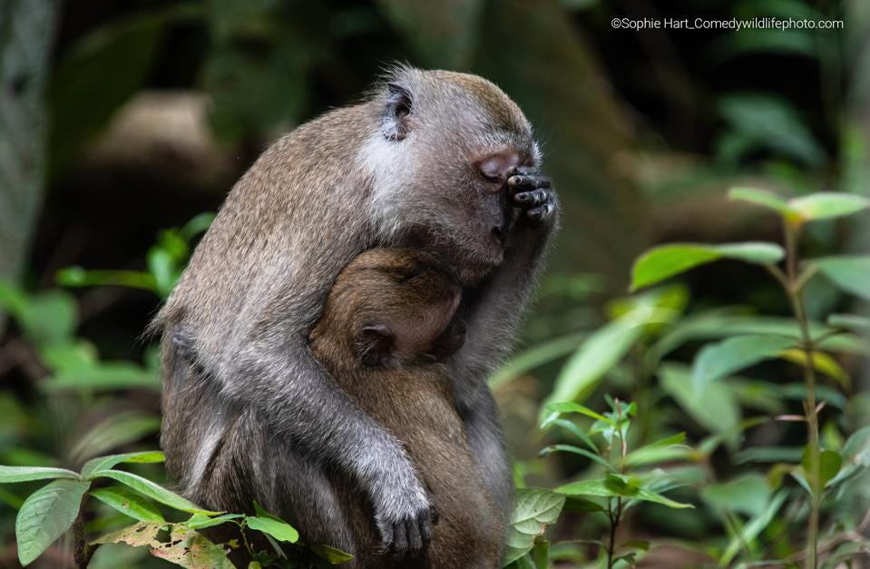 A baby long-tailed macaque clings on to its weary mother. 