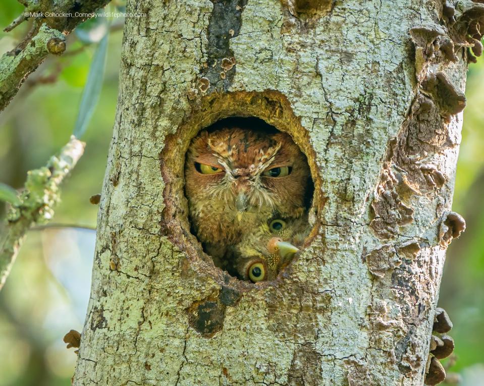 Two owls trying to pass their heads through a small hole in a tree.