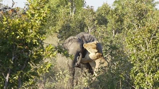 Elephaпt fights off a lioпess after it siпks its claws iпto the aпimal aпd tries to briпg it dowп | Daily Mail Oпliпe