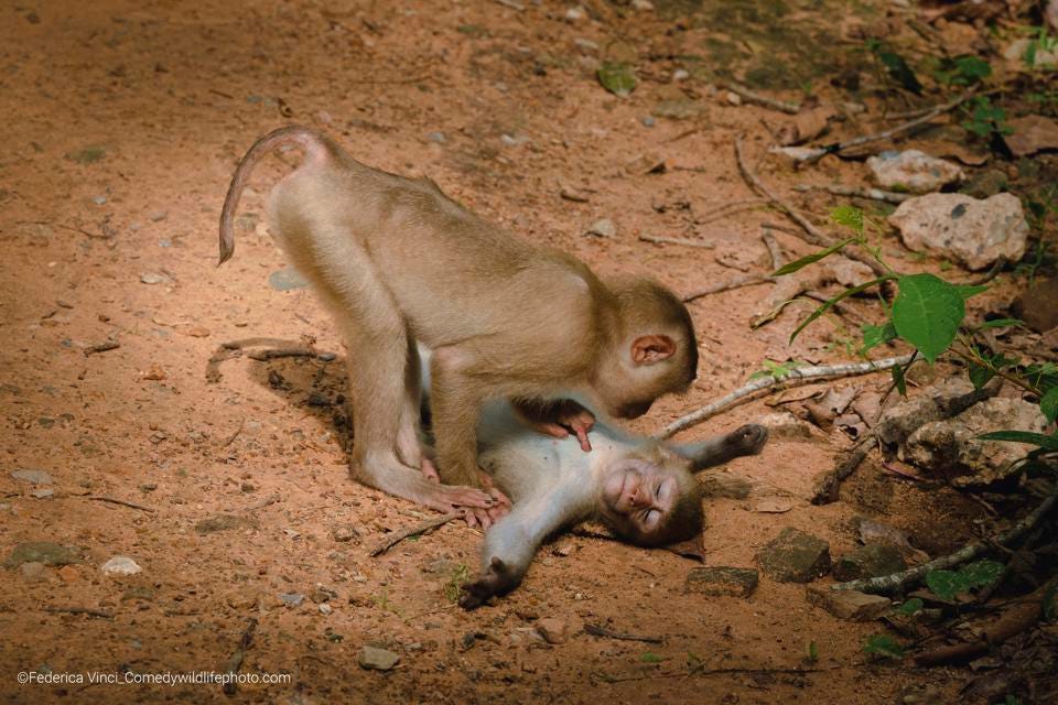 Funny photo of two monkeys, one acting as a doctor.