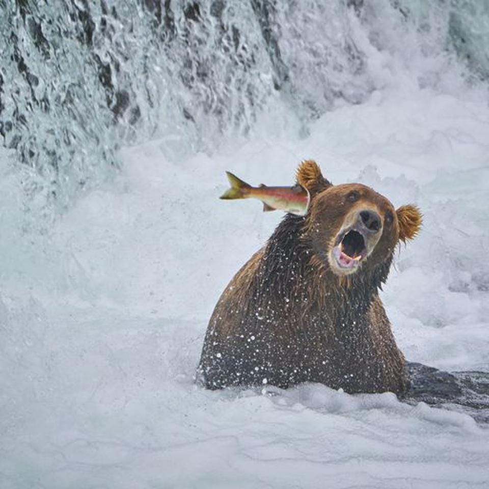 Funny photo of a bear fishing salmon in Alaska with a fish in his ear.