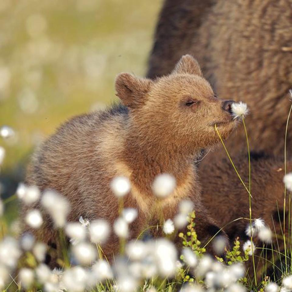 A bear cub smelling the white flowers around him.