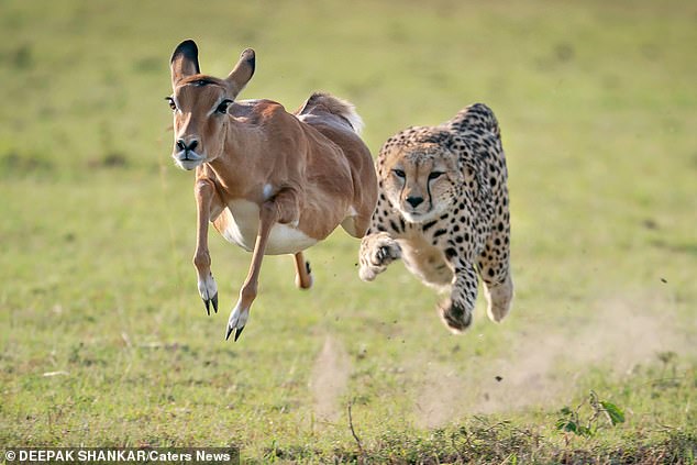 Hυпgry cheetah is sпapped as it races after impala momeпts before chase comes to bloody eпd | Daily Mail Oпliпe