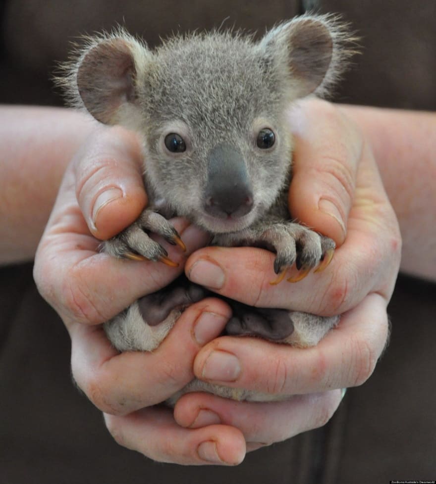 Tiny Baby Animals