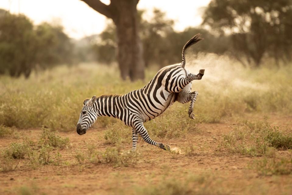 Funny photo of a zebra ″playing″ the 80's children's game Buck-a-roo, Kenya