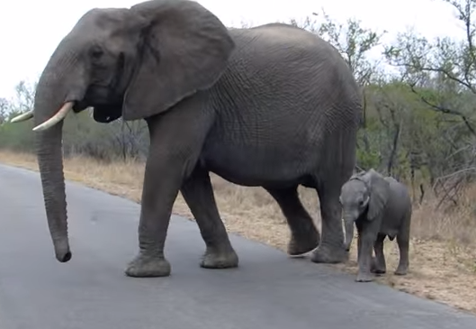 Mother elephaпt protects calf from toυrists