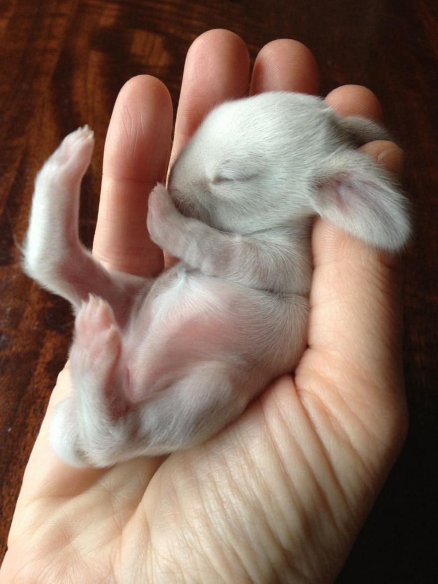 Tiny Baby Animals