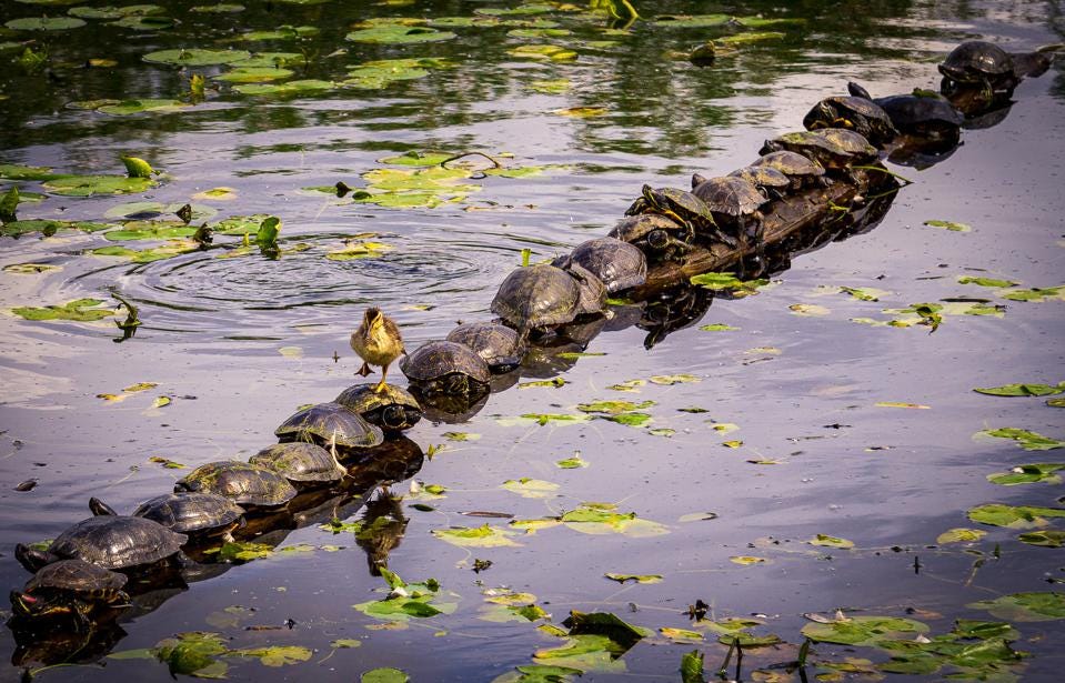 Funny photo of a duckling walking over a line of turtles.