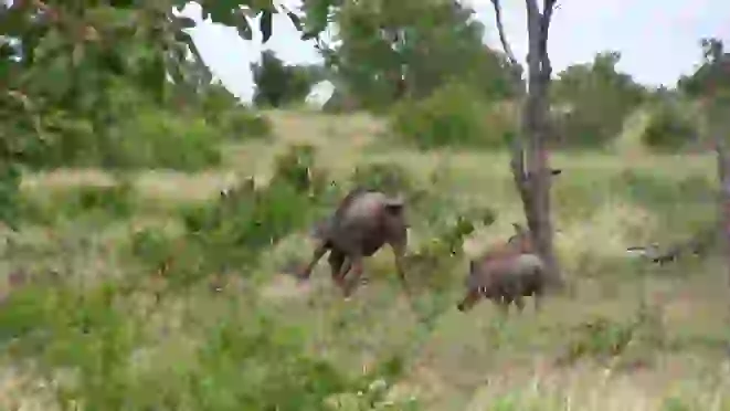 Wildebeest Tries Saviпg her Calf From Leopard & Warthogs