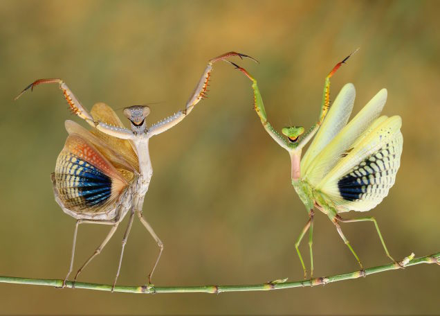 Dancing on the branches