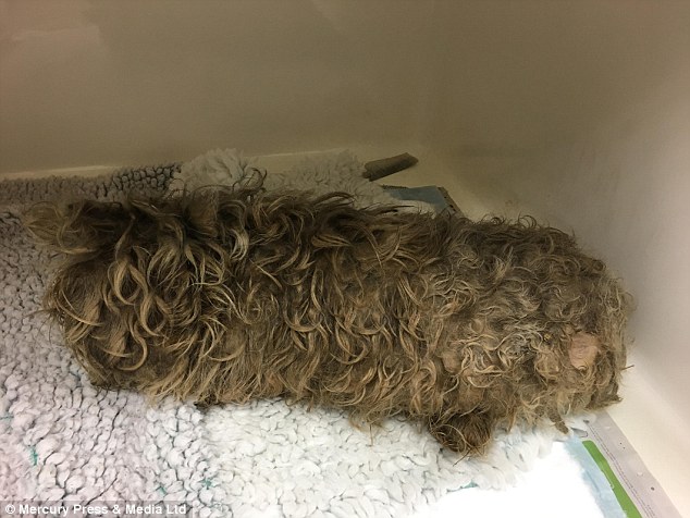 The small dog resembled a mop. Her skin was covered in wounds and bleeding 