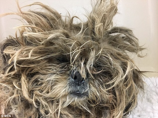 Rosie the shih tzu soon after she was found roaming the streets of Bury and handed into the veterinary practice 