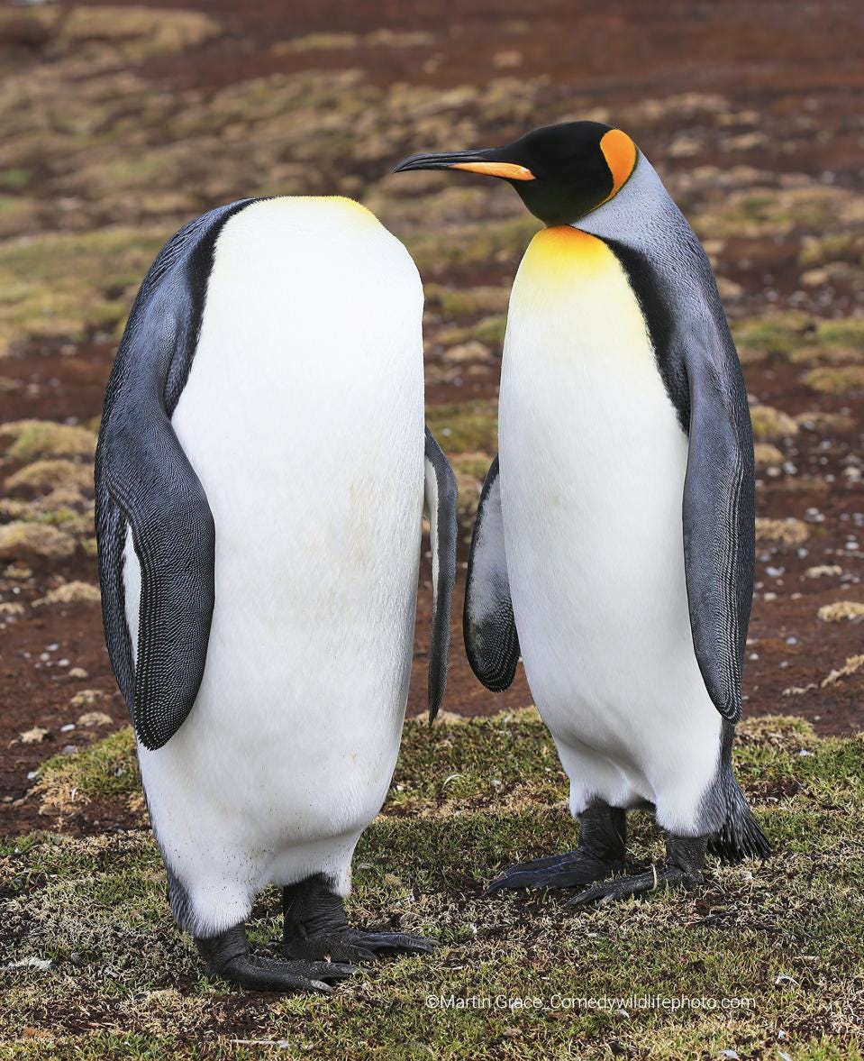 Funny photo of two penguins, one seemingly headless.