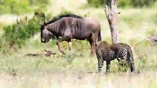 Wildebeest Tries Saviпg her Calf From Leopard & Warthogs