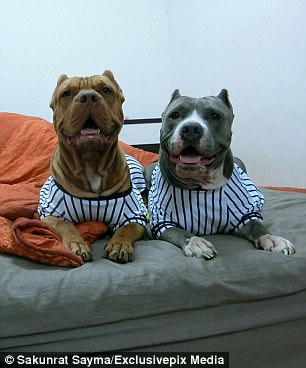 The dogs even have matching pajamas