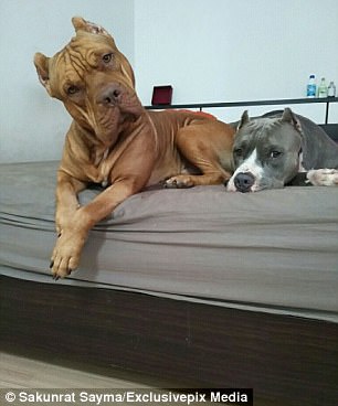 The two Pit bulls rest on the bed home