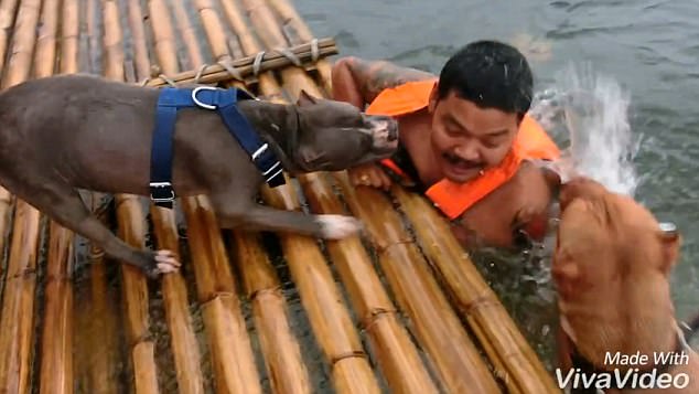 Safety: The man is pushed to safety by Apo and dragged by Jaguar 