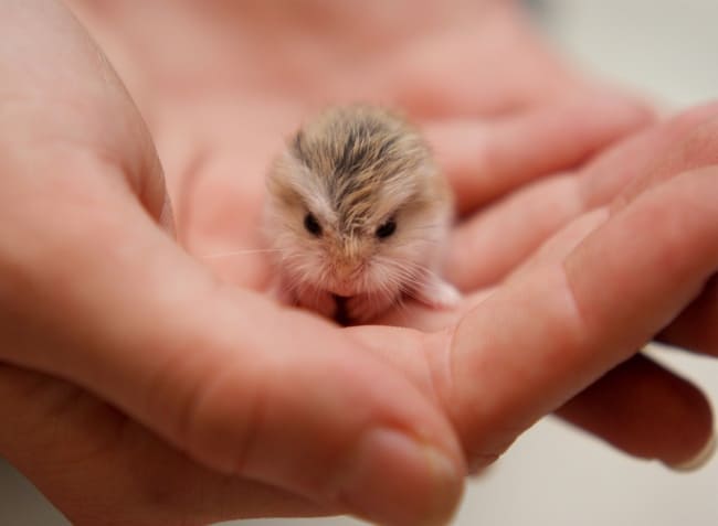 Tiny Baby Animals