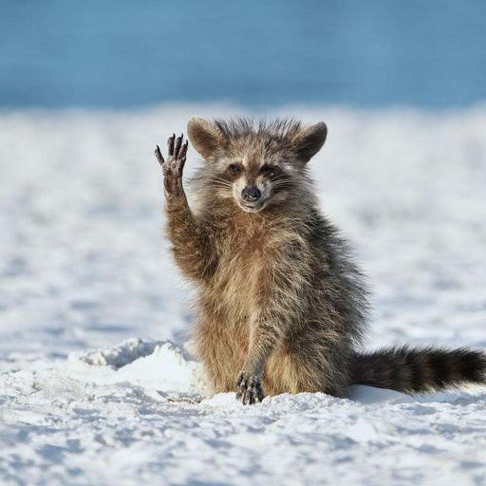 Funny photo: A young racoon waving ″Hello″