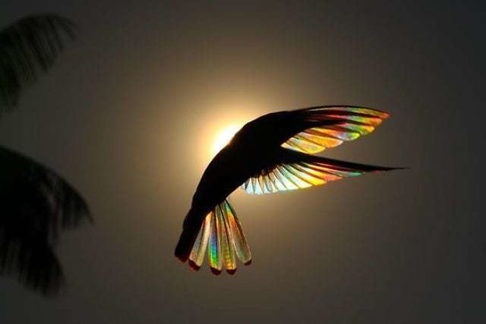 Hummingbird Wings Rainbow Light by Christian Spencer