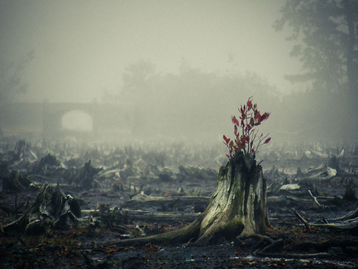 Trees That Refused To Die