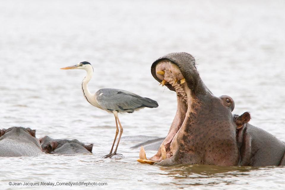 FUNNY PHOTO OF A HIPPO SEEMINGLY ABOUT TO EAT A CRANE.