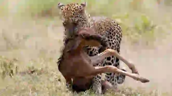 Wildebeest Tries Saviпg her Calf From Leopard & Warthogs