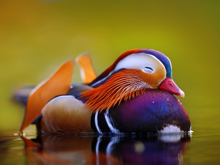 Mandarin Duck