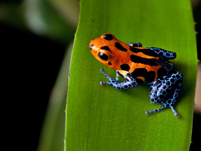 poison dart frog