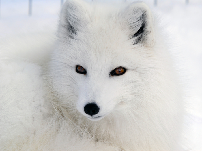 Arctic Fox