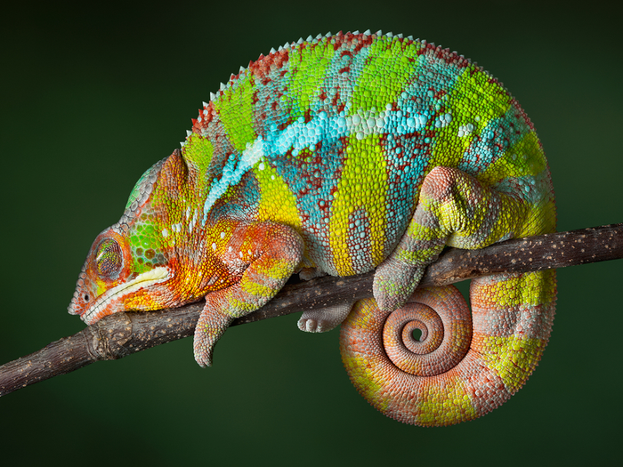 Panther chameleons