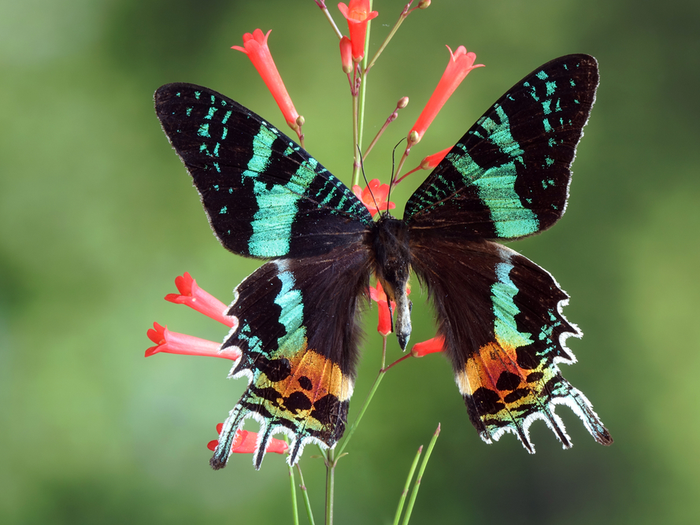 sunset moth