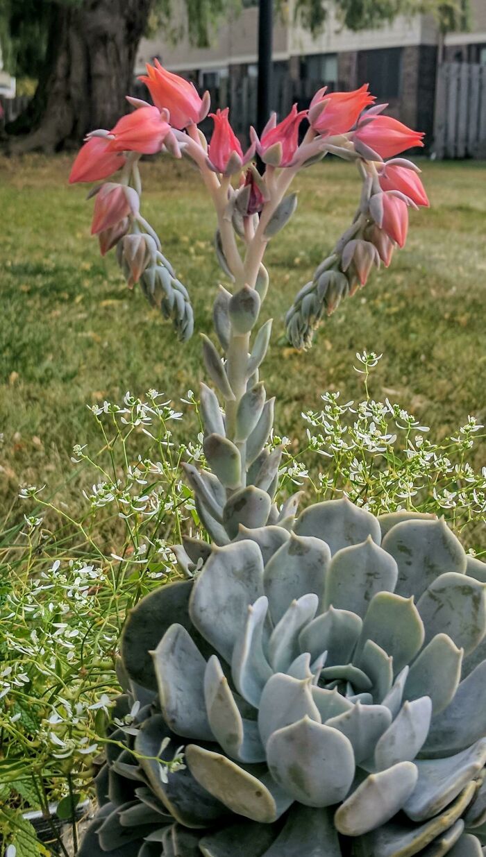 Geometrical Symmetry In Nature