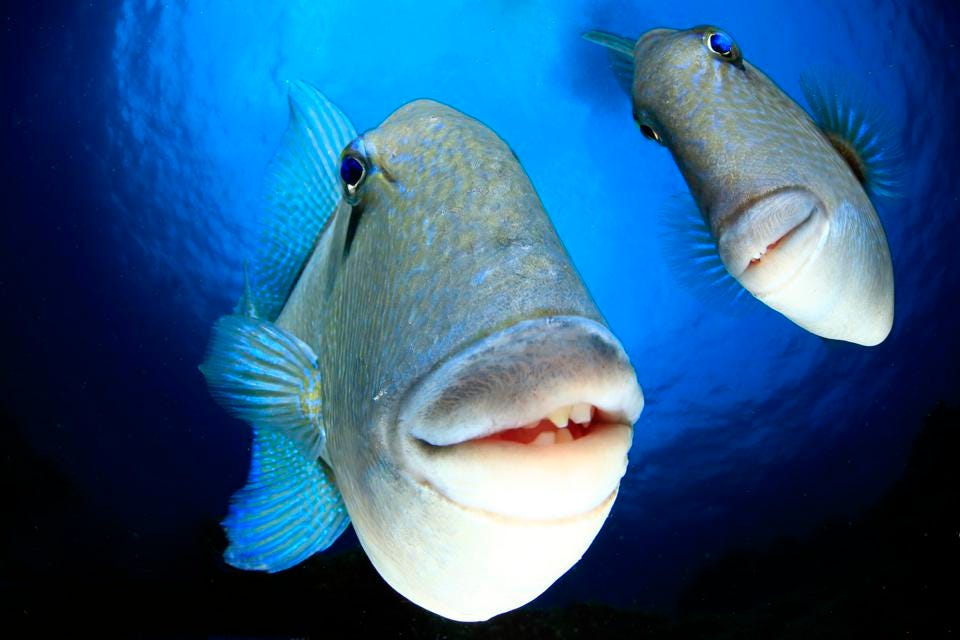 Funny photo of twobig fish smiling