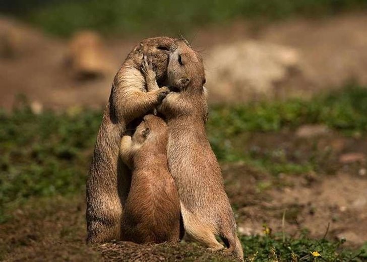 40 Photos Of Animals In Love That Can Melt Even A Frozen Heart