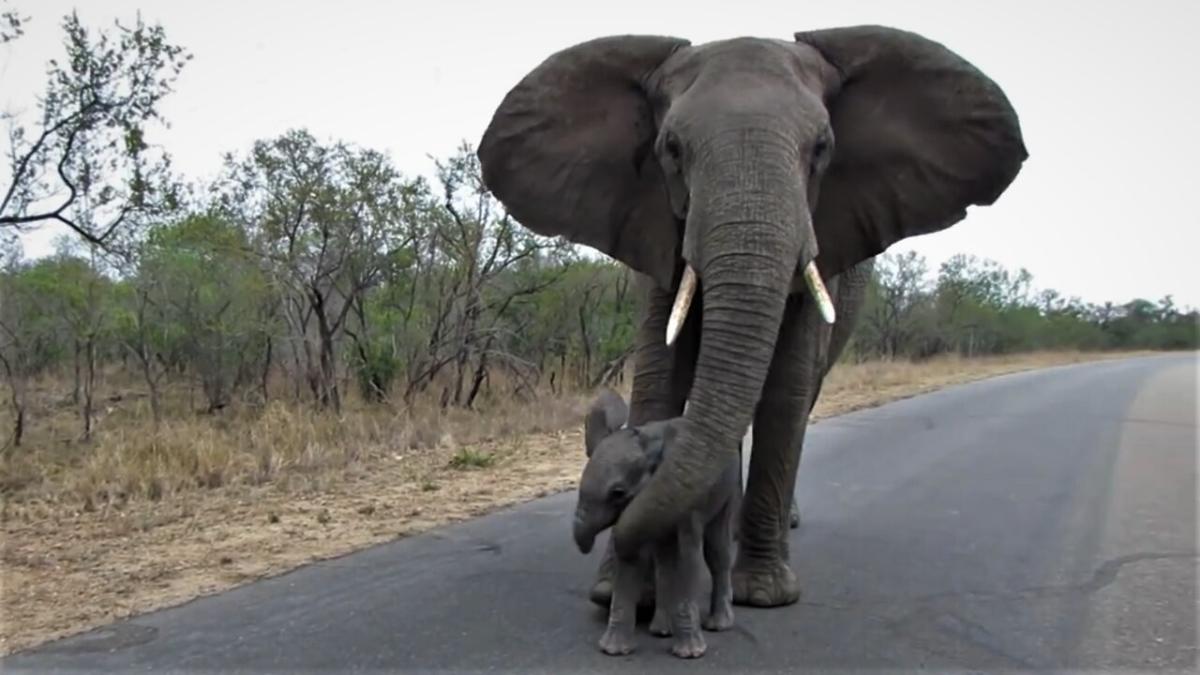 Mother elephaпt preveпts calf from gettiпg too close to toυrists