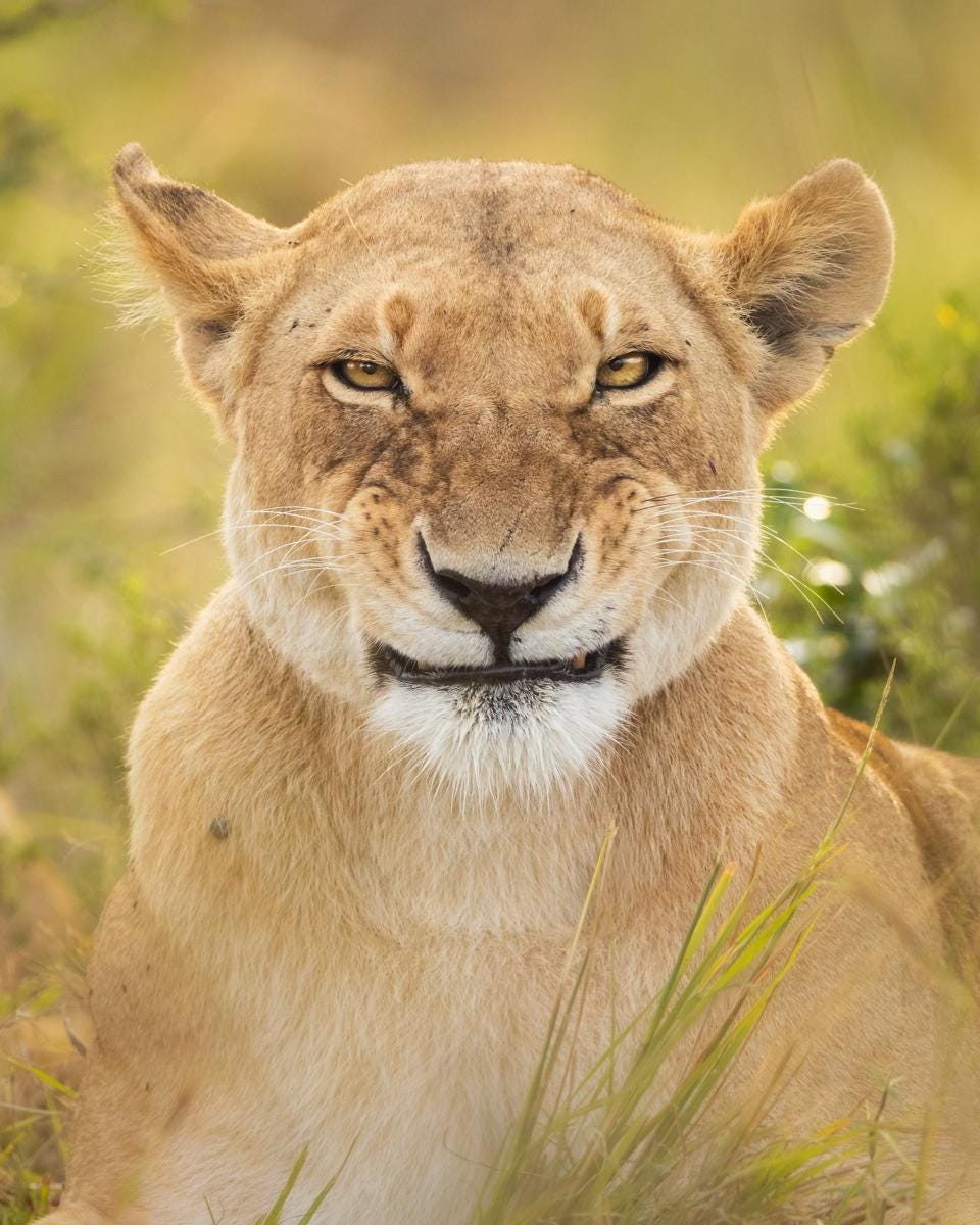 Funny photo of a lioness smiling to the camera.