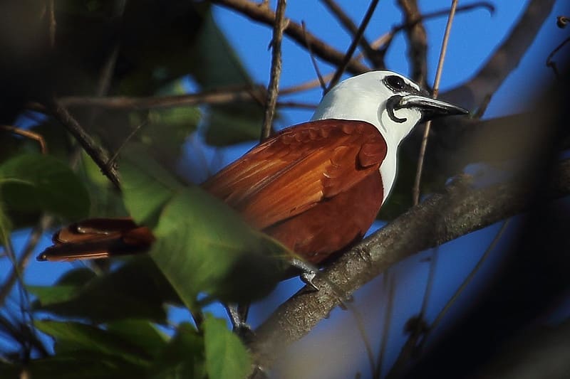 Three-Wattled Bellbird