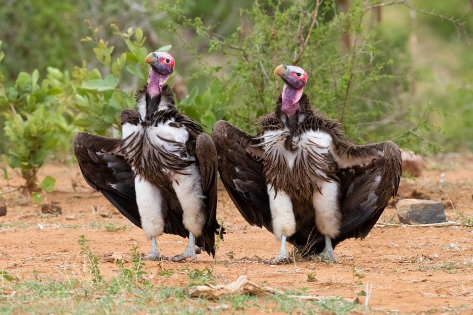 Funny photo of two vultures dislaying their chest.