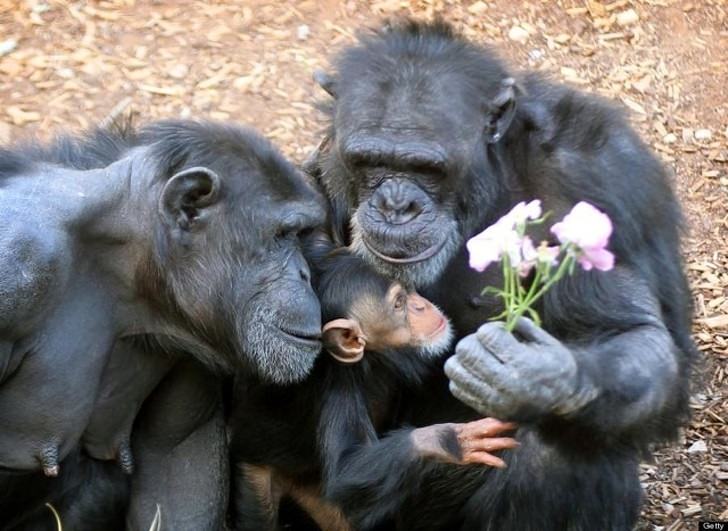 40 Photos Of Animals In Love That Can Melt Even A Frozen Heart