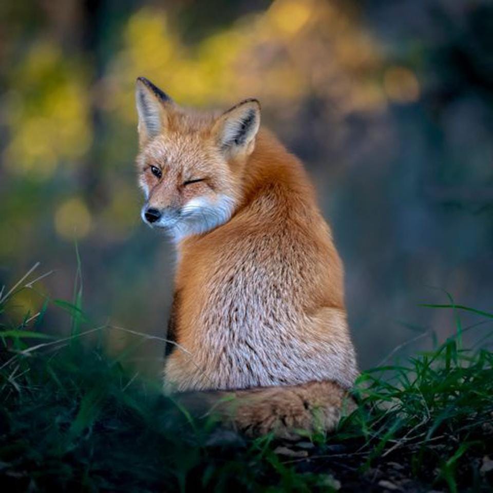 Funny photo of a red fox winking.